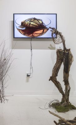 Installation with a TV screen installed in the center showing a bowl containing a living SCOBY culture embedded in twigs, and a sculpture of a pair of legs with ribs on top made of branches and moss on the left, there are some branches sticking out on the right