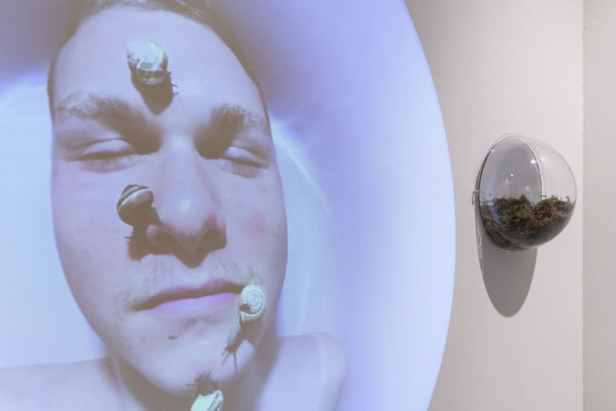 There is a projection with round sides, of a man with his eyes closed and four snails crawling all over his face, on the left and right of the projection there is a clear dome on each side installed against the wall with a snail terrarium inside, in front of this installation is a white pedestal with a green moss dome on it