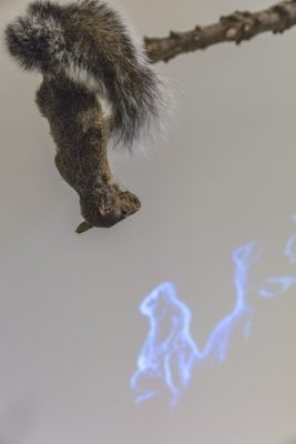 Squirrel hanging upside down on a tree branch, with a blue and white projection in the background 