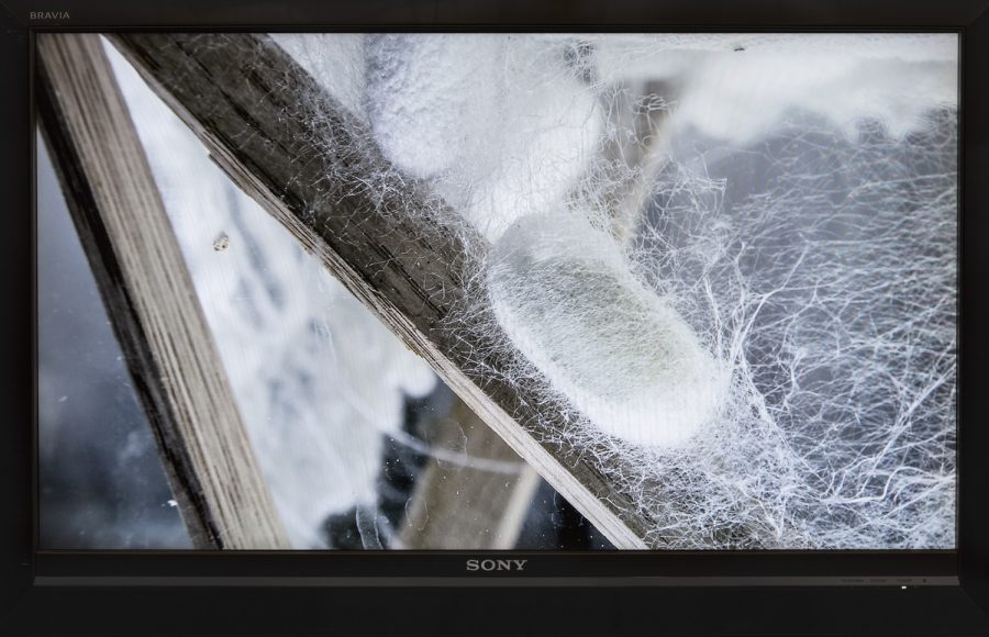 A silk cacoon on pieces of wood with webbing around it, shown on a sony TV screen