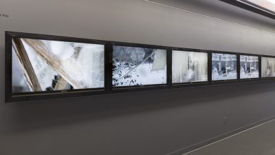Six photographs depicting silk cacoons and similar imagery lined up horizontally in a black lightbox hung on a gray wall