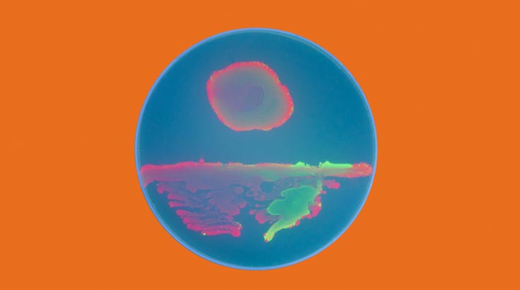Bacteria painting in a petri dish with blue, orange and green. The container is on an orange surface