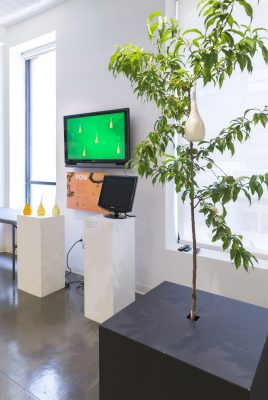 Installation shot of a pedestal with three pears on it in front of a screen portraying bugs with a tree on a pedestal with a ceramic pear hanging from it.