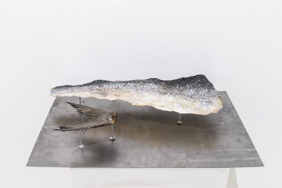 A piece of salmon skin and fin that have been preserved in resin sit on pins extruding from a sheet of metal
