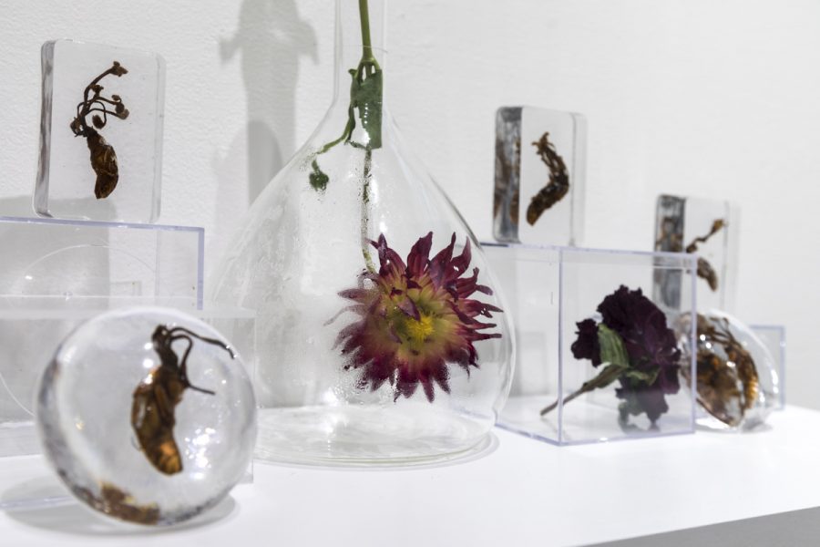 Dried flowers in a variety of transparent containers sit on a pedestal