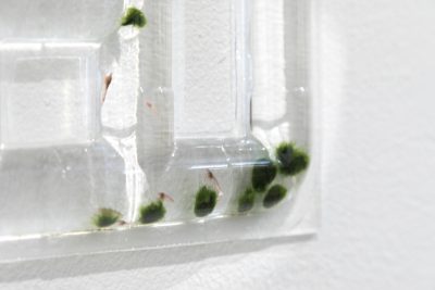 Small shrimp feed on little marimo moss balls inside an aquatic sculpture.