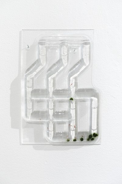 A vacuum sealed grid of tubes filled with water hangs on the wall. At the bottom of the water are a handful of marimo moss balls and small red shrimp.