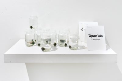 Small jars with marimo moss balls and small red shrimp sit on a white wall mounted shelf, next to a sign read “Opae’ula”