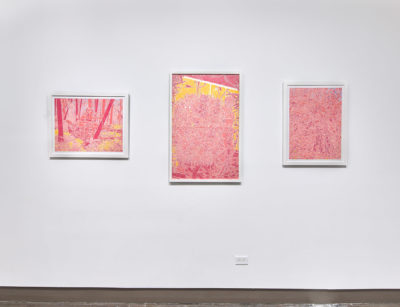 Three pink and yellow paintings of plants illustrated with a white outline