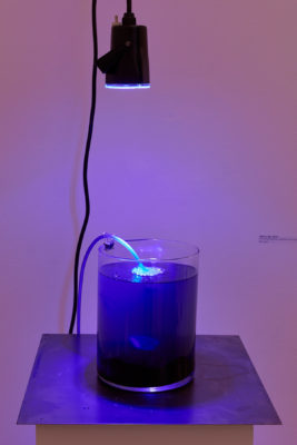 Small lamp hangs above cylinder glass vase full of murky water, casting purple light.
