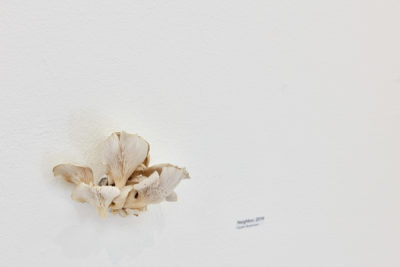 Dried mushroom cluster mounted on white wall
