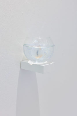 Fish bowl on wall mounted shelf with ambigous object floating inside