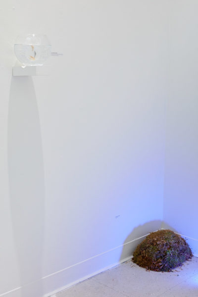 In the corner of a white room, a glass fishbowl rests on a wall mounted shelf, with a pile of moss lumped in the corner