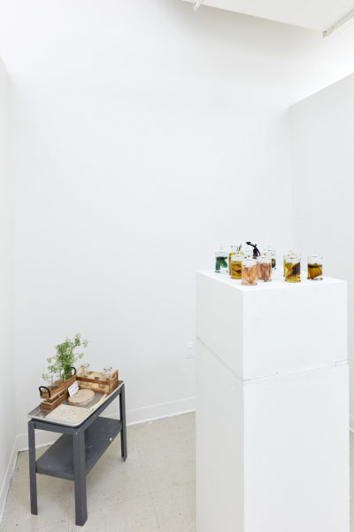 In the corner of a white room is a short grey table with wooden trays holding plants, nearby a tall white pedestal displays small glass jars of preserved botanical specimens.