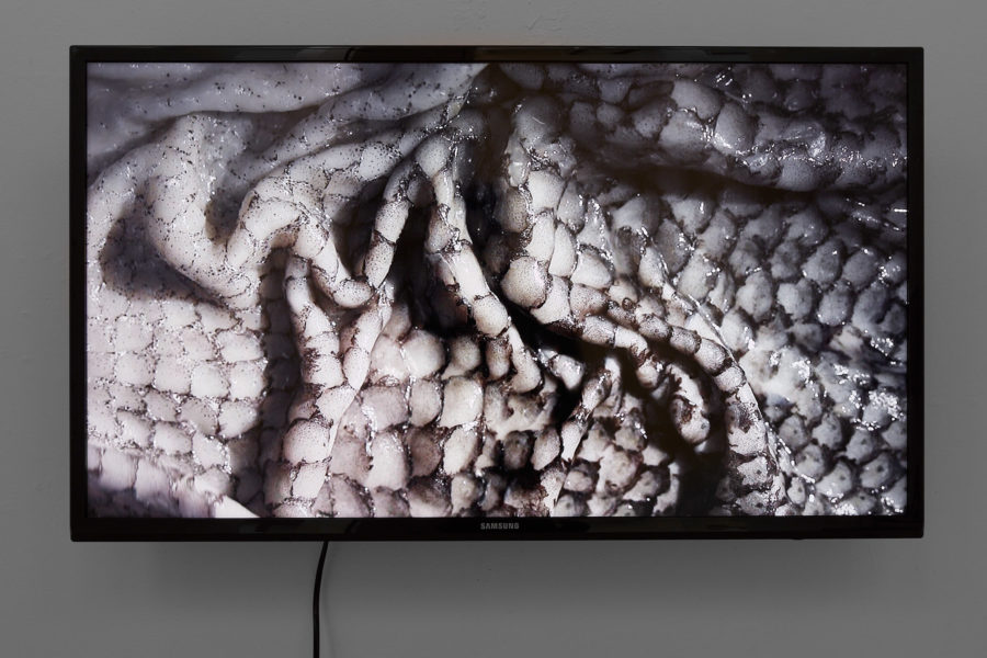 A wall mounted tv monitor plays a video of salmon skin rippling