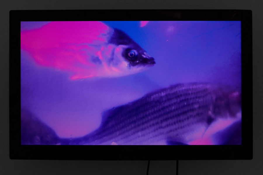 A wall mounted tv monitor plays a video of small fish swimming under ultraviolet light