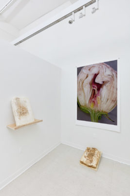 In the corner of a white room hangs a large photograph of a flower cut in half, on the adjacent wall is a wooden shelf with a tombstone grown out of mycelium