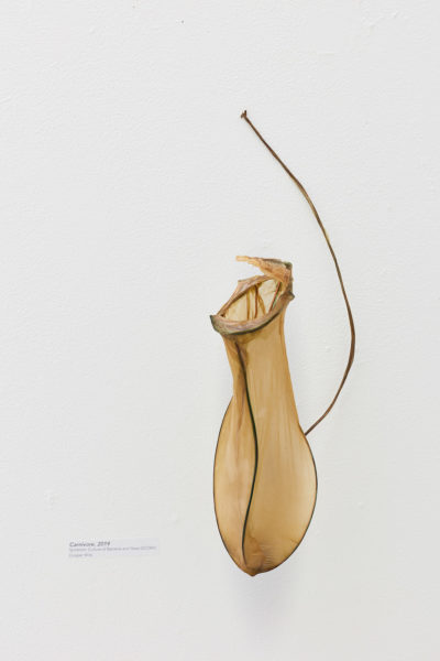 Bacterial cellulose stretched around armature wire to resemble a pitcher plant