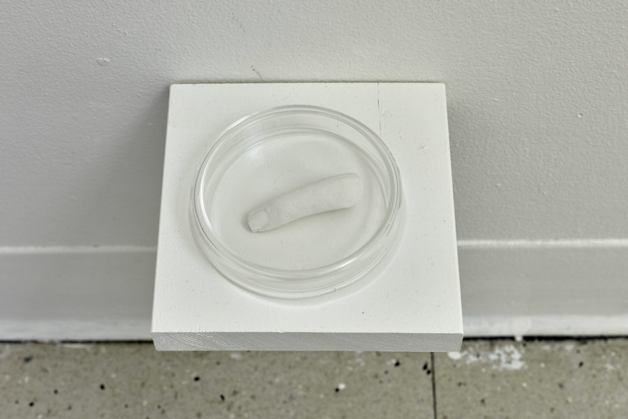 Plaster cast of a finger inside of a glass Petri dish, resting on a wall mounted shelf