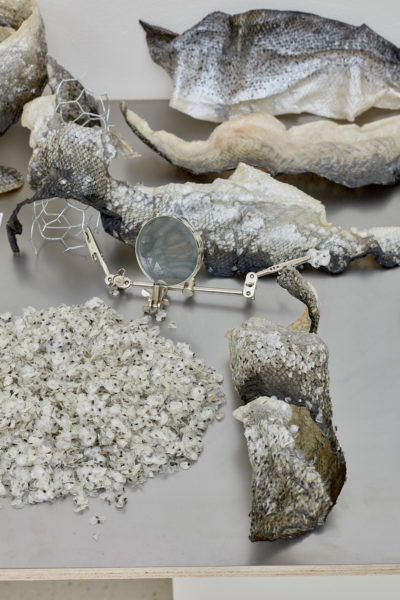 Samples of deconstructed fish skins, scales and tails sit on a table around a magnifying glass