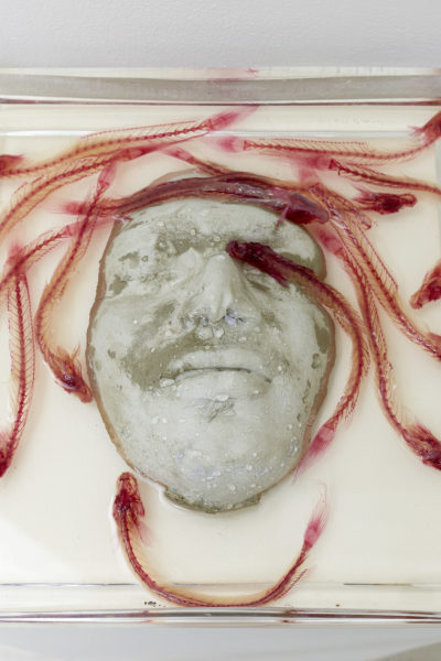 A face casted out of cement sits in a glass dish filled with liquid and fish specimens that have been stained and cleared