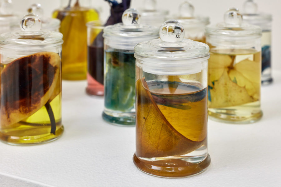Small glass jars of botanical specimens submerged in a liquid preservative.