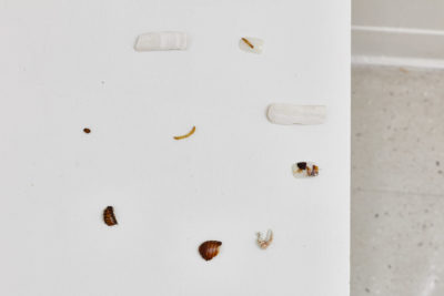 Fragments of dead insects arranged in a clock like circle on a white table