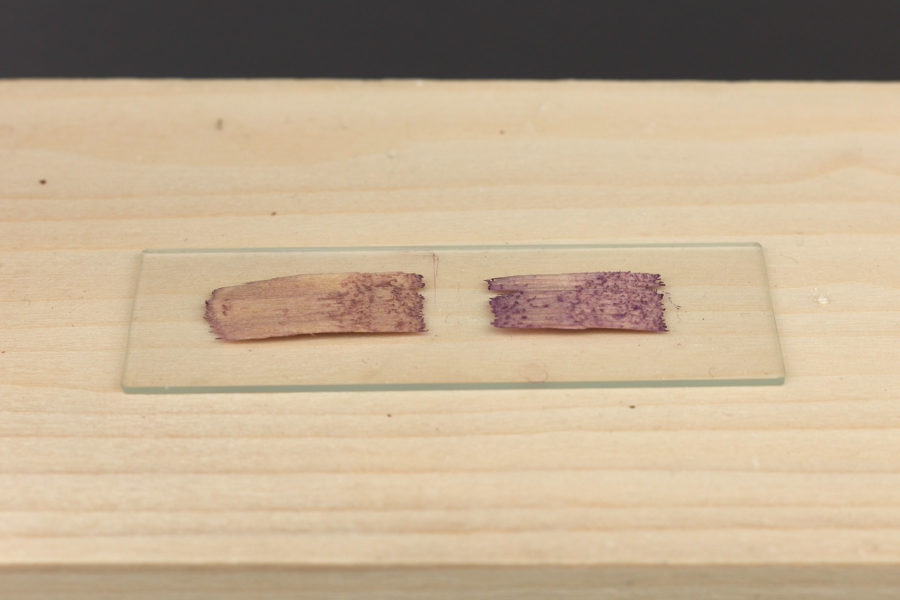A glass slide with stained wood samples displayed on a piece of wood