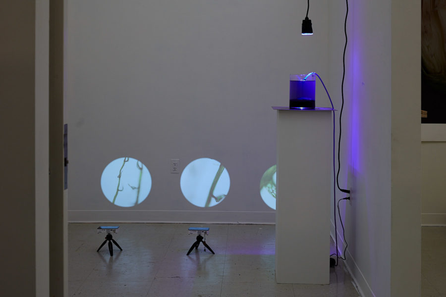 Installation view of images cropped in a circle, projected on a wall near the floor. Nearby a purple light illuminates a vase of water.