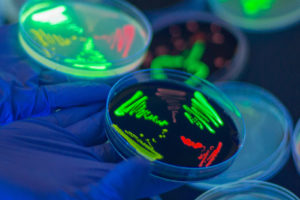 Two petri dish streak plates of fluorescent bacteria