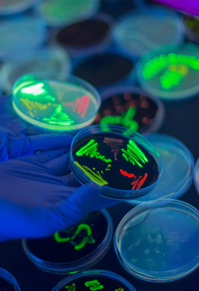 Two petri dish streak plates of fluorescent bacteria