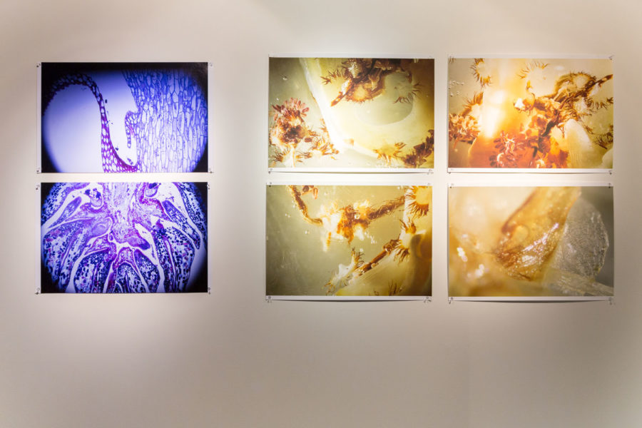 6 images on a wall of microscopic specimens