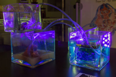 Square glass vases connected by a web of tubing and illuminated with a black light
