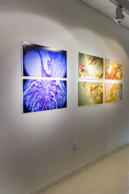 Six images of microscopic images installed on a wall