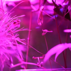 Green plants grown in water in an aquarium, illuminated with violet light