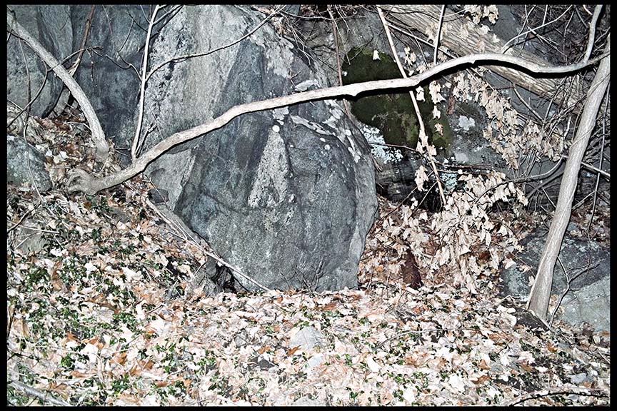 A view of big dark grey rock, three branches without leaves, dead leaves on the ground photographed with direct flash