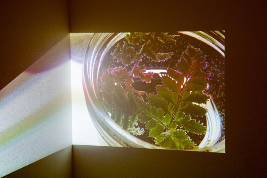 Image projection on the wall of fern growing in a glass recipient.