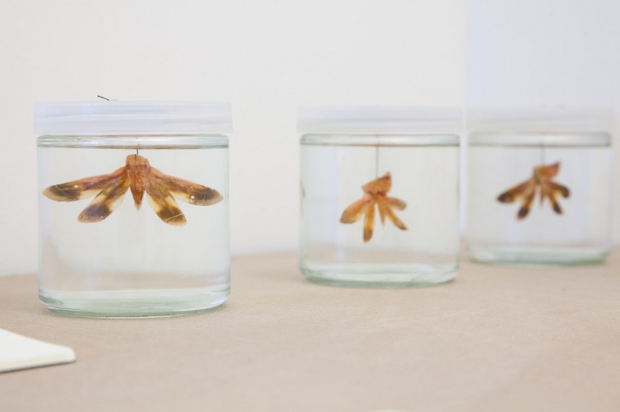 Organisms preserved in liquid in lab jars