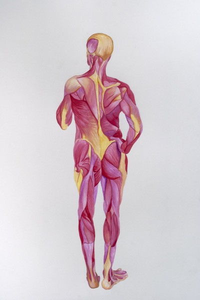 Anatomic painting of a person's body from the back, illustrating the entire muscular structure