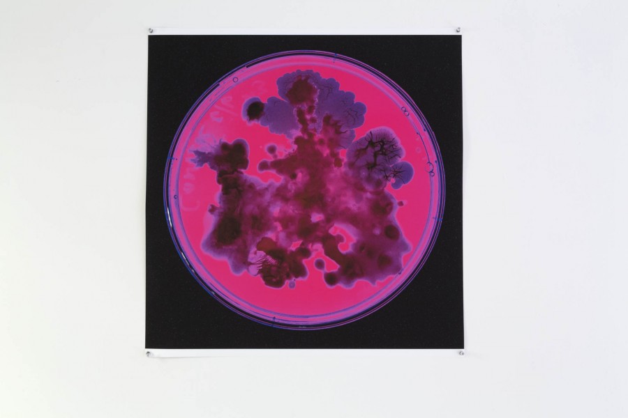 Print of organic material under red light in a rounded lab container on a black background.