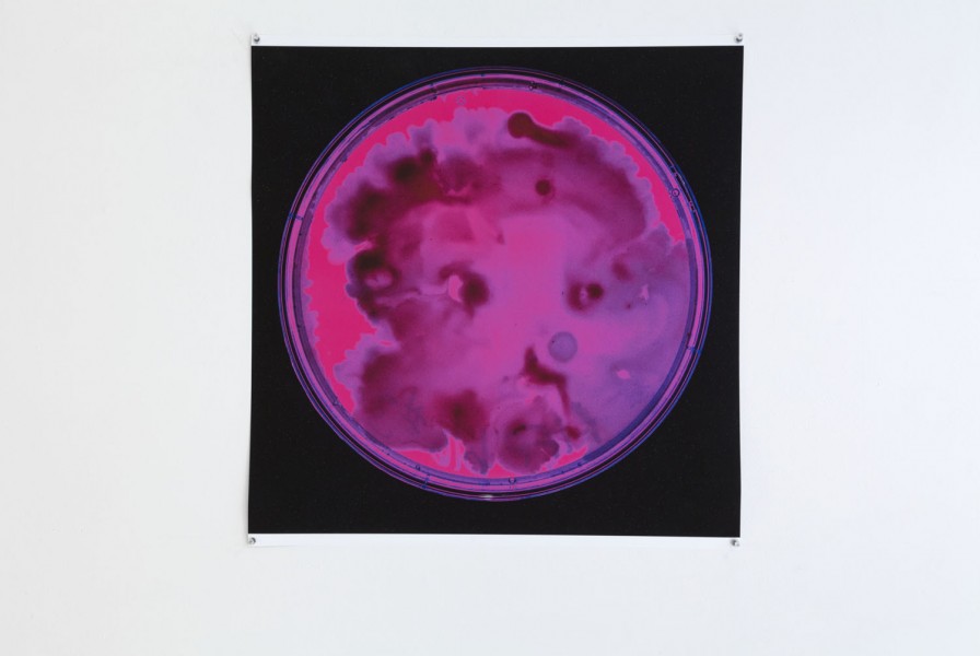Organic shaped painting made with bacteria in pink and red placed in a round container, on a black background.