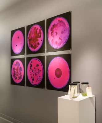 6 photographs of magenta/pink petri dishes on black backgrounds, hung on a gray wall by two rows of three photographs lined up, to the right is a white pedestal with three glass jars with black lids with white rectangular tags on them and green substance inside the jars