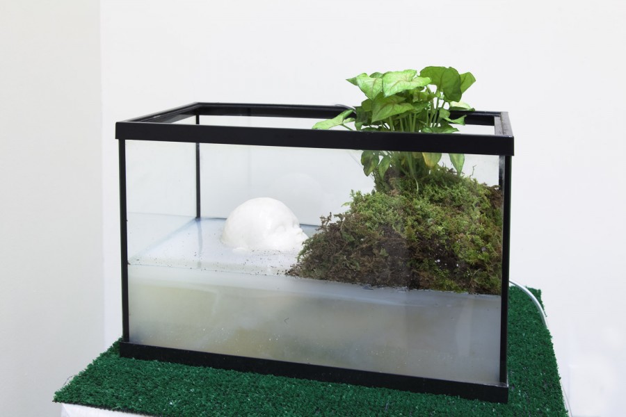 An aquarium with opaque white water, a white human head sculpture, musk, and green leaf plants are grown on top of the musk pile.