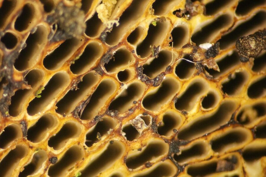 Close-up detail of a honeycomb.