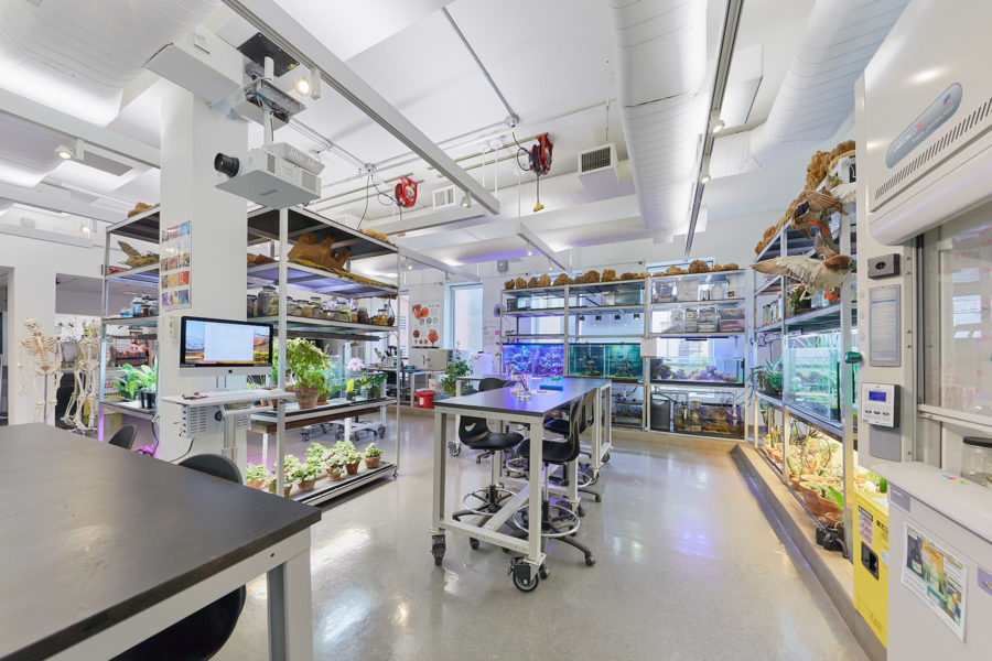 Empty work benches in Bio Art Lab at School of Visual Arts on West 16th Street filled with plants and specimens