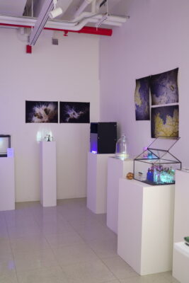 A small, dimly lit white space filled with photographic prints hung on the walls and various biological materials and specimens arranged on pedestals.