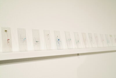 A series of dyed, hand-made botanical slides arranged in a row along a white wall.