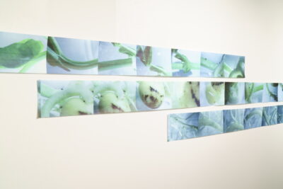 Three very long photographic prints featuring botanical imagery hung together against a white wall.