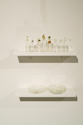 A row of small glass vials containing freshly germinated seedlings arranged on a shelf against a white wall, above an identical shelf supporting two glass petri dishes.
