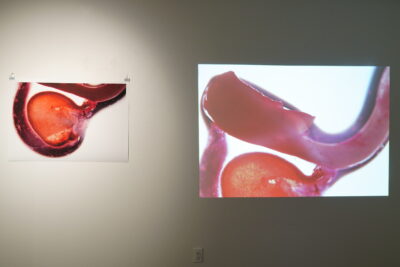 A large photographic print featuring a germinated seed, hung on a white wall beside a video projection of similar imagery.